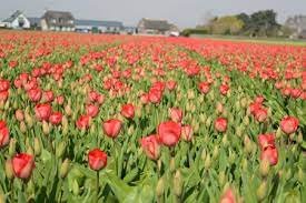 হিমশীতল দেশের টিউলিপের যশোরের গদখালী জয় 