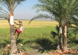যশোরে খেজুর গুড় বিক্রি করে ১৩ হাজার গাছি লাভবান