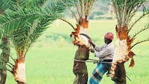 যশোরে খেজুর গুড় বিক্রি করে ১৩ হাজার গাছি লাভবান
