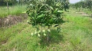 কুমিল্লায় নার্সারি ব্যবসায় বদলে দিয়েছে পাবেলের ভাগ্য 3 কুমিল্লায় নার্সারি ব্যবসায় বদলে দিয়েছে পাবেলের ভাগ্য