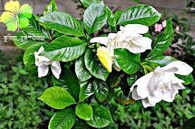 কুমিল্লায় নার্সারি ব্যবসায় বদলে দিয়েছে পাবেলের ভাগ্য 2 কুমিল্লায় নার্সারি ব্যবসায় বদলে দিয়েছে পাবেলের ভাগ্য