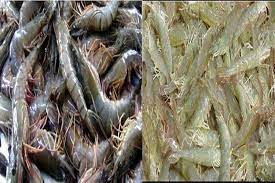 চিংড়ি উৎপাদন ও রফতানিতে সব সমস্যা সমাধানের আশ্বাস দিলেন মৎস্য ও প্রাণিসম্পদ মন্ত্রী