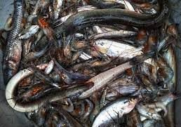 ভোলায় দেশি প্রজাতির বিভিন্ন মাছের চাষ হচ্ছে