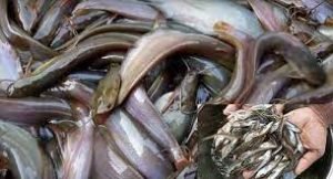 ভোলায় দেশি প্রজাতির বিভিন্ন মাছের চাষ হচ্ছে