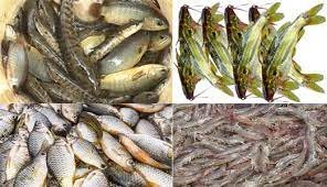 ভোলায় দেশি প্রজাতির বিভিন্ন মাছের চাষ হচ্ছে