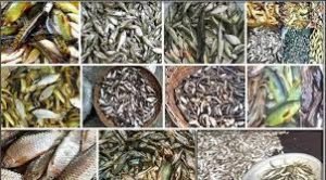 ভোলায় দেশি প্রজাতির বিভিন্ন মাছের চাষ হচ্ছে