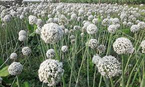 মেহেরপুরে পেঁয়াজ বীজ উৎপাদনের সম্ভাবনা ১২৫ কোটি টাকার 2 মেহেরপুরে পেঁয়াজ বীজ উৎপাদনের সম্ভাবনা ১২৫ কোটি টাকার