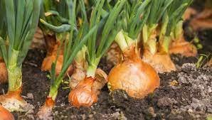 মেহেরপুরে পেঁয়াজ বীজ উৎপাদনের সম্ভাবনা ১২৫ কোটি টাকার 4 মেহেরপুরে পেঁয়াজ বীজ উৎপাদনের সম্ভাবনা ১২৫ কোটি টাকার