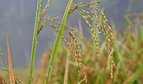 দাউদকান্দির প্লাবনভূমিতে বসন্ত গ্রীষ্মে ধান -বর্ষা হেমন্তে মাছ চাষ 1 দাউদকান্দির প্লাবনভূমিতে বসন্ত গ্রীষ্মে ধান -বর্ষা হেমন্তে মাছ চাষ