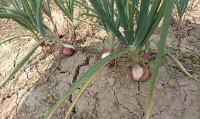 মেহেরপুরে পেঁয়াজ বীজ উৎপাদনের সম্ভাবনা ১২৫ কোটি টাকার 3 মেহেরপুরে পেঁয়াজ বীজ উৎপাদনের সম্ভাবনা ১২৫ কোটি টাকার