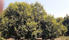 পঞ্চগড়ে লিচুর মুকুলে ভরে গেছে বাগান : কৃষকের মুখে হাসি 1 পঞ্চগড়ে লিচুর মুকুলে ভরে গেছে বাগান : কৃষকের মুখে হাসি