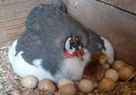 অল্প খরচে তিতির পাখি পালনে স্বাবলম্বী শাহ আলী 4 অল্প খরচে তিতির পাখি পালনে স্বাবলম্বী শাহ আলী