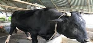 কুমিল্লার চৌদ্দগ্রামে কুরবানির হাটের আকর্ষণ ২৫ মণ ওজনের কালু