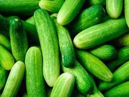 নড়াইলে ক্ষীরাই-শশা চাষিদের ভাগ্য বদলের গল্প 2 নড়াইলে ক্ষীরাই-শশা চাষিদের ভাগ্য বদলের গল্প