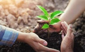 বরগুনায় প্রচুর গাছের চারা রোপণ করা হচ্ছে