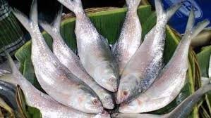 বরগুনায় বঙ্গোপসাগর মোহনাসহ তিনটি নদীতে ইলিশ ধরা পড়ছে 1 বরগুনায় বঙ্গোপসাগর মোহনাসহ তিনটি নদীতে ইলিশ ধরা পড়ছে