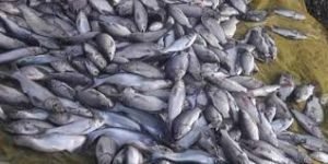 বরিশালের উজিরপুরের সাদা মাছ বাজারের সুনাম রয়েছে দেশজুড়ে 1 বরিশালের উজিরপুরের সাদা মাছ বাজারের সুনাম রয়েছে দেশজুড়ে