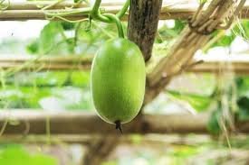 মেহেরপুরে বসত বাড়ির চালে-চালে নজর কাড়ছে চাল কুমড়ো