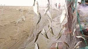 ভোলায় অবৈধ জাল নির্মূলে নদীতে বিশেষ অপারেশন চলছে