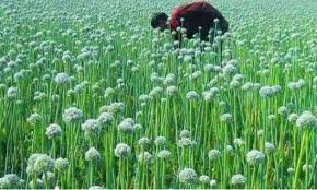 মেহেরপুরে পেঁয়াজ বীজ উৎপাদনের সম্ভাবনা ১২৫ কোটি টাকার 1 মেহেরপুরে পেঁয়াজ বীজ উৎপাদনের সম্ভাবনা ১২৫ কোটি টাকার