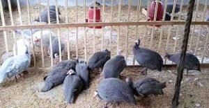 অল্প খরচে তিতির পাখি পালনে স্বাবলম্বী শাহ আলী 2 অল্প খরচে তিতির পাখি পালনে স্বাবলম্বী শাহ আলী