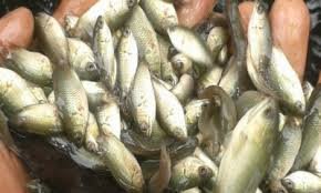 দাউদকান্দির প্লাবনভূমিতে বসন্ত গ্রীষ্মে ধান -বর্ষা হেমন্তে মাছ চাষ 4 দাউদকান্দির প্লাবনভূমিতে বসন্ত গ্রীষ্মে ধান -বর্ষা হেমন্তে মাছ চাষ