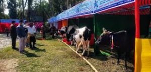দেশের বিভিন্ন স্থানে প্রাণিসম্পদ প্রদর্শনী মেলা