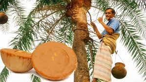 যশোরে খেজুর গুড় বিক্রি করে ১৩ হাজার গাছি লাভবান