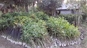 কুমিল্লায় নার্সারি ব্যবসায় বদলে দিয়েছে পাবেলের ভাগ্য 1 কুমিল্লায় নার্সারি ব্যবসায় বদলে দিয়েছে পাবেলের ভাগ্য