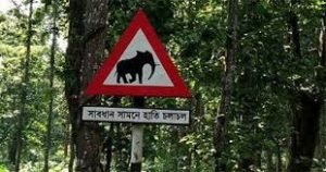 শেরপুরে হাতির অভয়ারণ্য গড়ে তোলা হচ্ছে