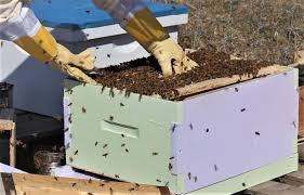 রাবি শিক্ষার্থী নাহিদ পড়াশোনার পাশাপাশি মৌ-চাষেও সফল 3 রাবি শিক্ষার্থী নাহিদ পড়াশোনার পাশাপাশি মৌ-চাষেও সফল