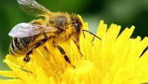 রাবি শিক্ষার্থী নাহিদ পড়াশোনার পাশাপাশি মৌ-চাষেও সফল 1 রাবি শিক্ষার্থী নাহিদ পড়াশোনার পাশাপাশি মৌ-চাষেও সফল