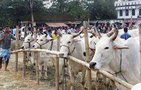 নড়াইল জেলায় কোরবানীর জন্য প্রস্তুত ৩৪ হাজার পশু