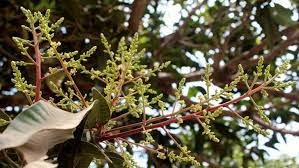 কুমিল্লার গাছে গাছে আমের মুকুল