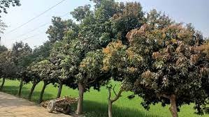 কুমিল্লার গাছে গাছে আমের মুকুল