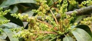 কুমিল্লার গাছে গাছে আমের মুকুল