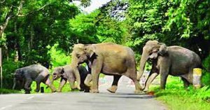 হাতি সংরক্ষণে নতুন প্রকল্প নিয়ে আসছে বন বিভাগ 5 হাতি সংরক্ষণে নতুন প্রকল্প নিয়ে আসছে বন বিভাগ