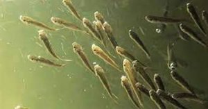 যশোরের চাঁচড়া হ্যাচারী পল্লীতে রেণু পোনা বিক্রি শুরু 2 যশোরের চাঁচড়া হ্যাচারী পল্লীতে রেণু পোনা বিক্রি শুরু