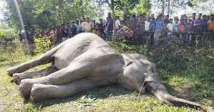 হাতি সংরক্ষণে নতুন প্রকল্প নিয়ে আসছে বন বিভাগ 4 হাতি সংরক্ষণে নতুন প্রকল্প নিয়ে আসছে বন বিভাগ