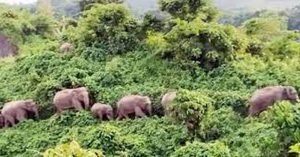 হাতি সংরক্ষণে নতুন প্রকল্প নিয়ে আসছে বন বিভাগ 3 হাতি সংরক্ষণে নতুন প্রকল্প নিয়ে আসছে বন বিভাগ