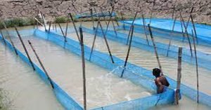 যশোরের চাঁচড়া হ্যাচারী পল্লীতে রেণু পোনা বিক্রি শুরু 4 যশোরের চাঁচড়া হ্যাচারী পল্লীতে রেণু পোনা বিক্রি শুরু