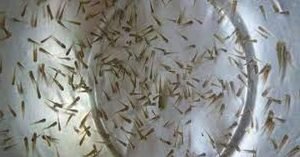 যশোরের চাঁচড়া হ্যাচারী পল্লীতে রেণু পোনা বিক্রি শুরু 3 যশোরের চাঁচড়া হ্যাচারী পল্লীতে রেণু পোনা বিক্রি শুরু