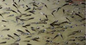 যশোরের চাঁচড়া হ্যাচারী পল্লীতে রেণু পোনা বিক্রি শুরু 5 যশোরের চাঁচড়া হ্যাচারী পল্লীতে রেণু পোনা বিক্রি শুরু