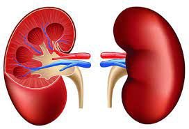 রাজধানীতে কিডনি বেঁচা কেনার অভিযোগে ৫ জন গ্রেফতার 2 রাজধানীতে কিডনি বেঁচা কেনার অভিযোগে ৫ জন গ্রেফতার