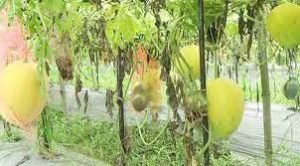 জয়পুরহাটে গ্রীষ্মকালীন তরমুজ চাষে কৃষকদের সফলতা