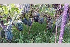 জয়পুরহাটে গ্রীষ্মকালীন তরমুজ চাষে কৃষকদের সফলতা