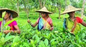 চা শ্রমিকদের দৈনিক মজুরি নির্ধারণ করা হয়েছে ১৭০ টাকা 4 চা শ্রমিকদের দৈনিক মজুরি নির্ধারণ করা হয়েছে ১৭০ টাকা
