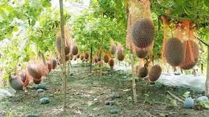 জয়পুরহাটে গ্রীষ্মকালীন তরমুজ চাষে কৃষকদের সফলতা