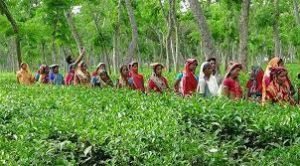 প্রধানমন্ত্রীর প্রতি কৃতজ্ঞতা জানিয়ে আনন্দ উচ্ছ্বাসে কাজে ফিরেছে সিলেট অঞ্চলের চা শ্রমিকরা