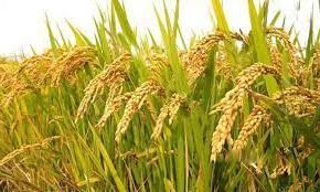 ২১৬ প্রজাতির বিলুপ্ত ধান মাঠে ফেরাতে গবেষণা